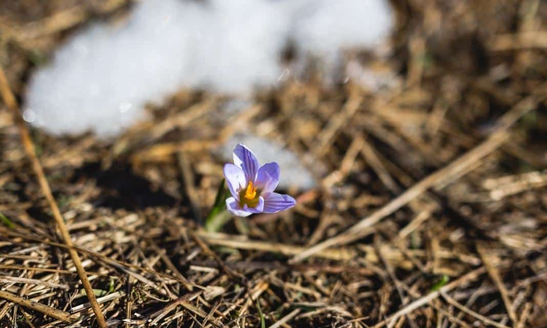 Radosne oczekiwanie mieszkańców Goleszowa na nadejście pierwszego dnia wiosny